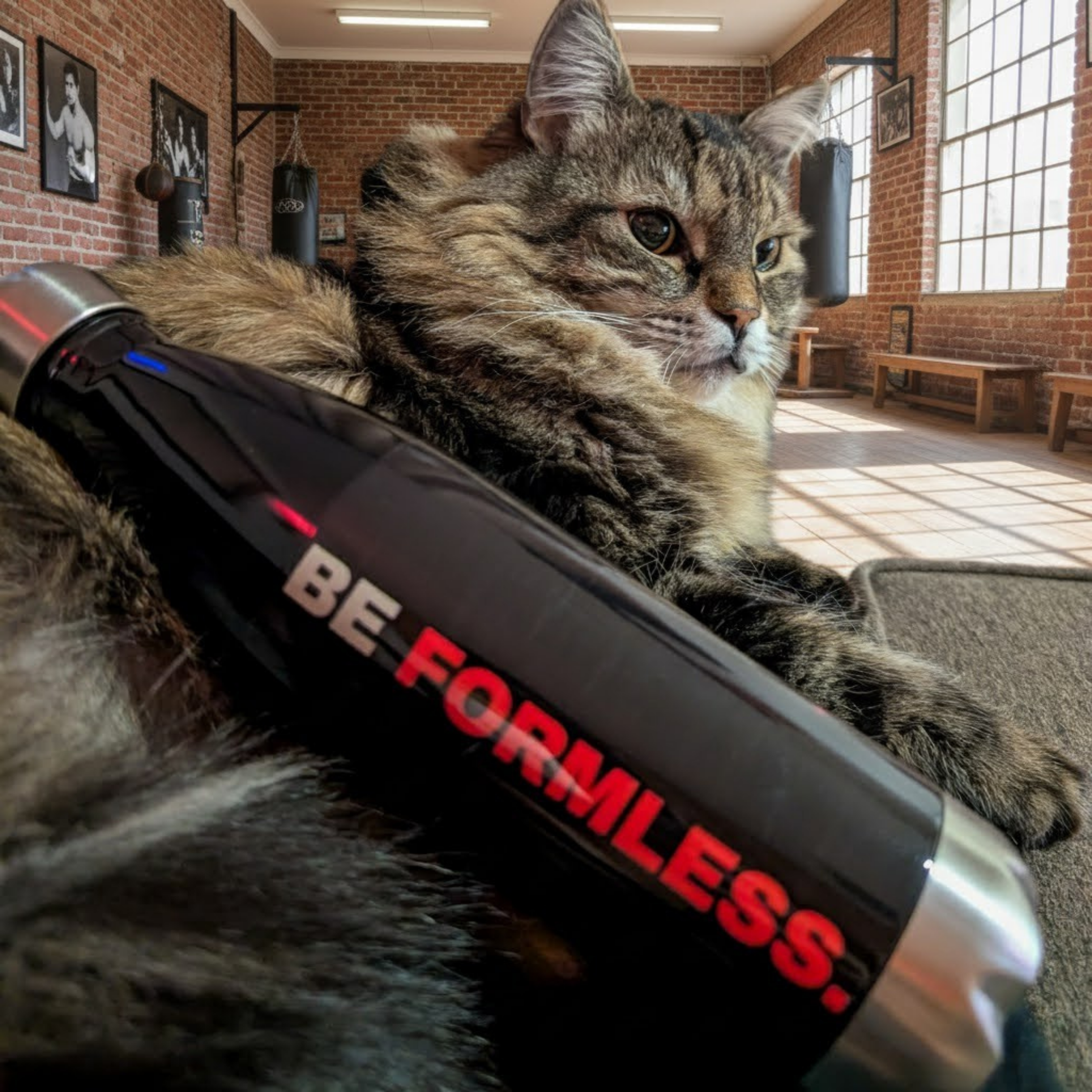 Cat lying on a black and red 'Be Formless' object in a room with brick walls and large windows.